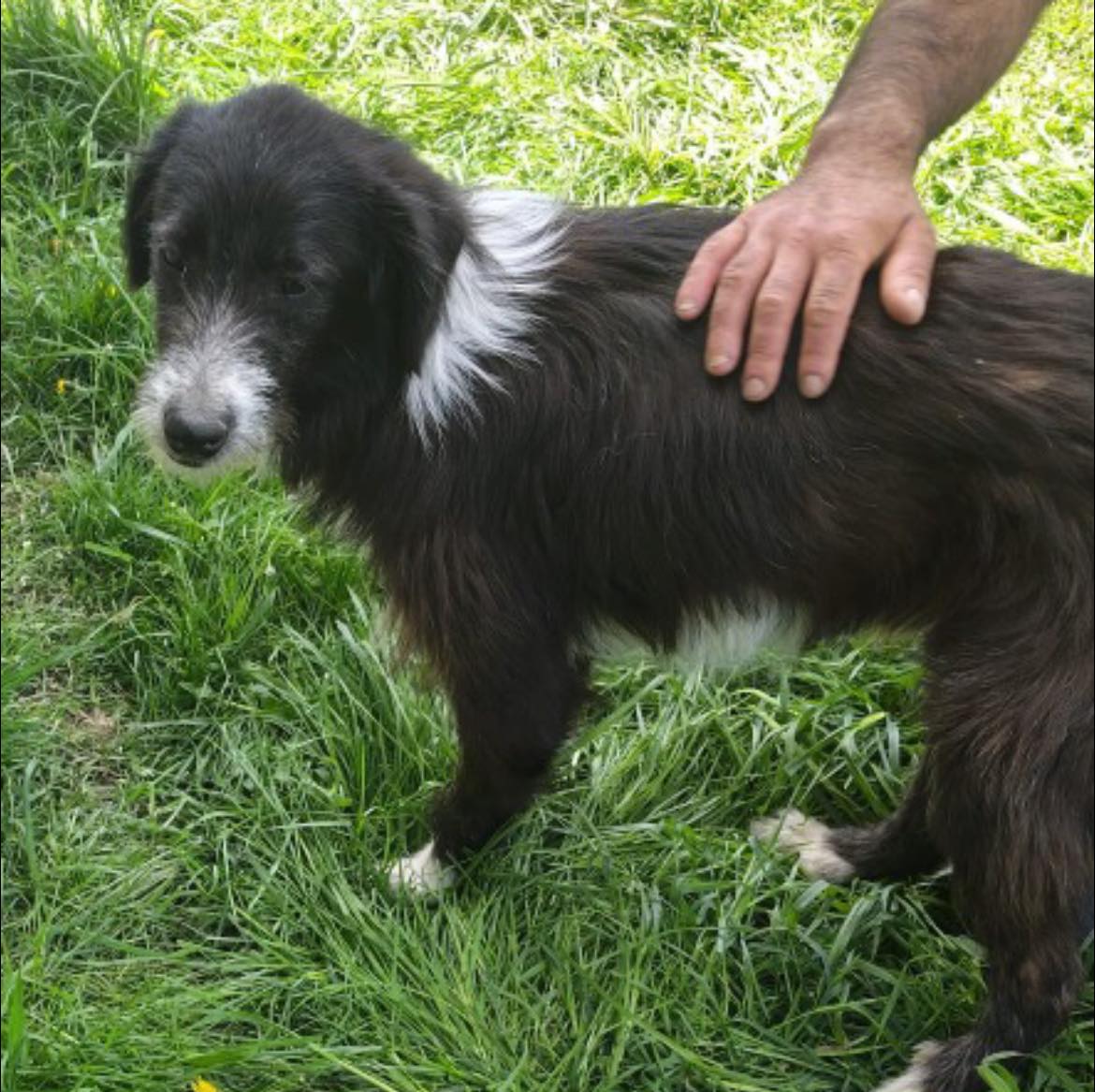 Pawprints to Freedom Rescue🐾 tweet media
