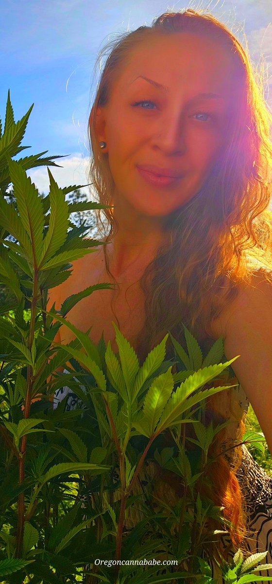 Oregoncannababeofficial tweet media