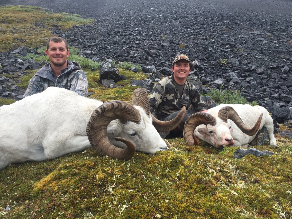 Daniel__McCarty's tweet photo. @STLChrisH Nice! You already have your Dall and Stone planned? 

We loved the Brooks Range. Found some awesome rams. Would love to do Chugach or  NWT soon. 

Sheep Fever is one of a kind! https://t.co/qU5rHBgcJ9