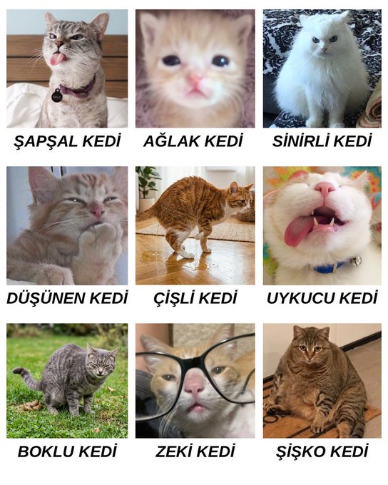 zampik tweet media