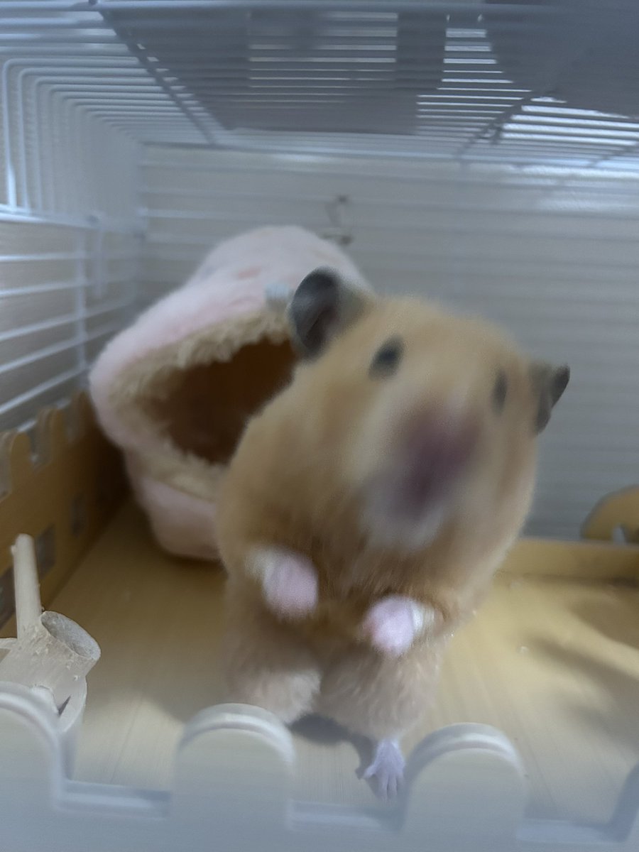 ゆぽし🐹 tweet media
