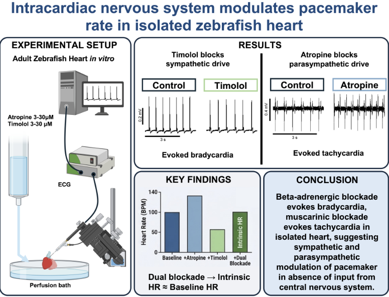 AJP-Regulatory, Integrative Comparative Physiology tweet media