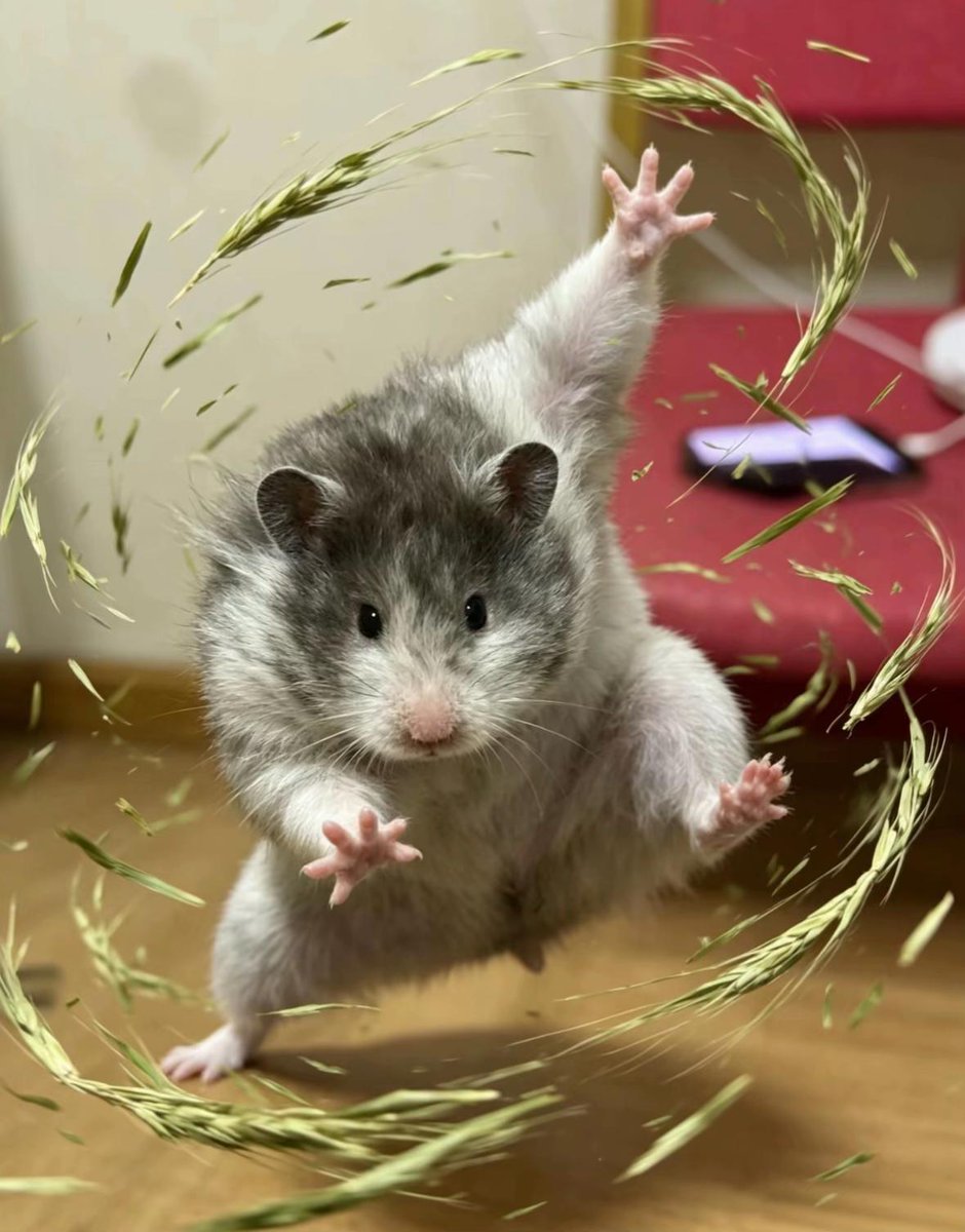 hamster tweet media