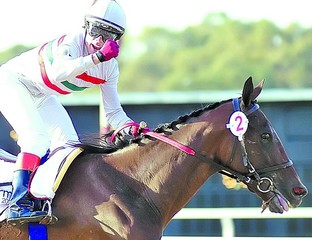 Oguro Star Blossom tweet media