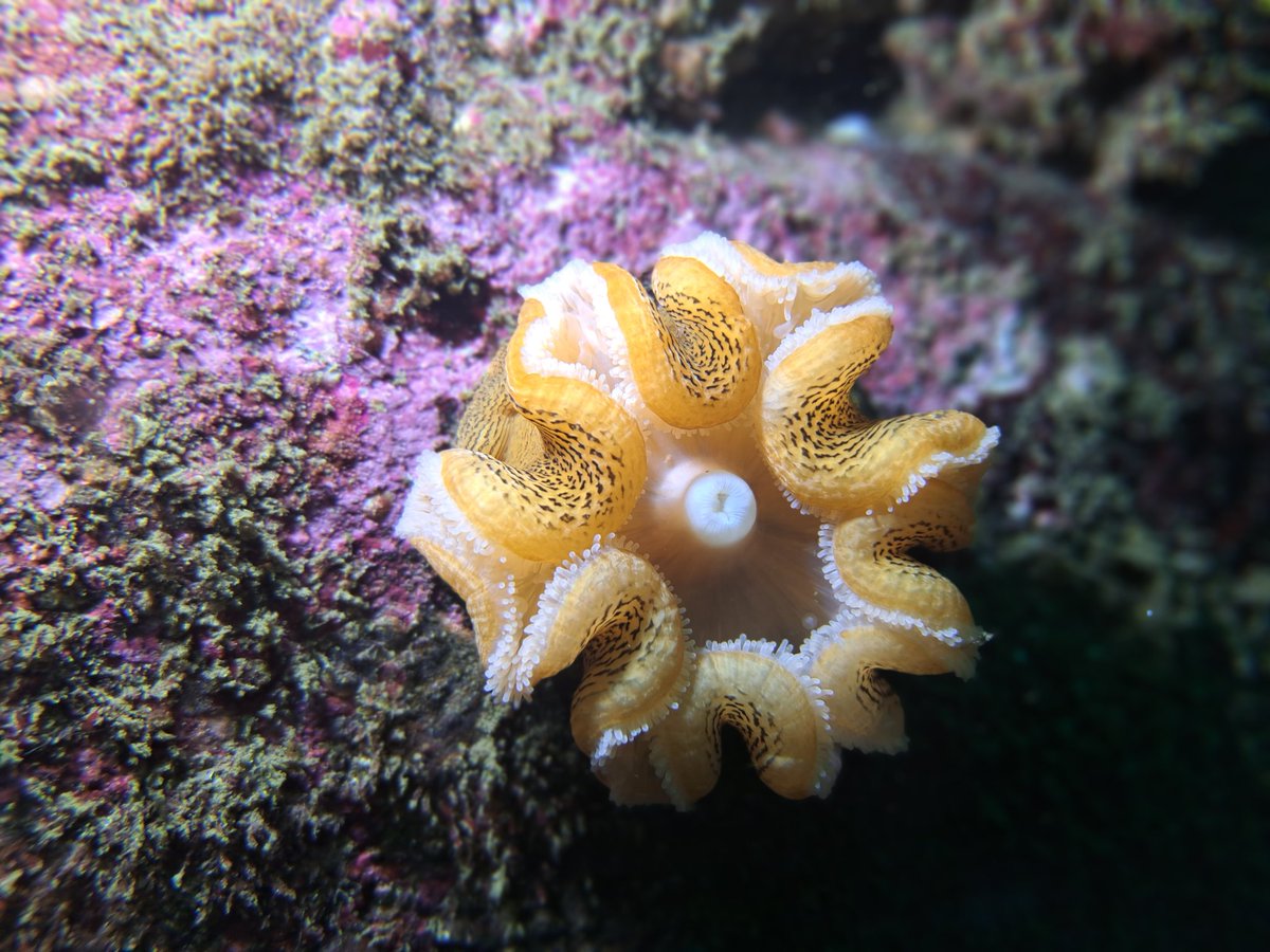 Nicojurel's tweet photo. Buceo en Caleta Chome. https://t.co/K0WbHXu9Cx