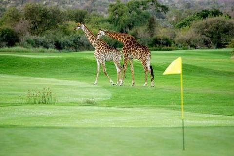 SummitPrivate's tweet photo. Forget getting a birdie. These golf courses come with run-ins with lions, venomous snakes, and even landmines. https://t.co/6oAvpqZVUm https://t.co/9loBbfJMT7
