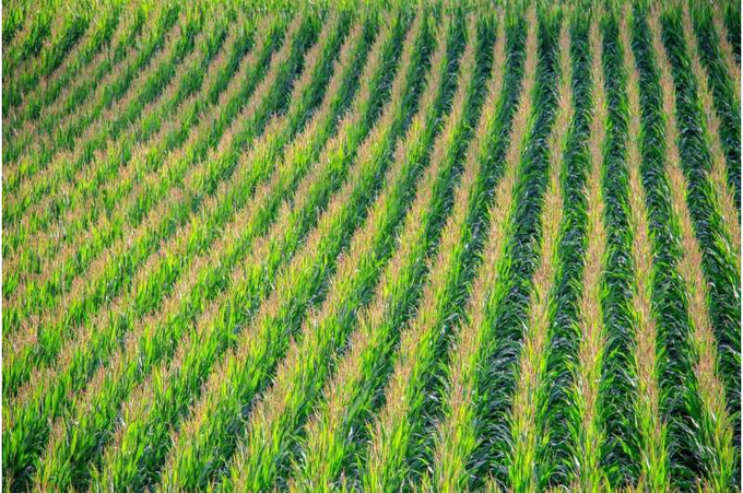 setar_persian's tweet photo. Researchers show the insights drones can provide by monitoring corn on small farms read more: https://t.co/n60sUWWyhp for more related info: https://t.co/89jDSARupN #agronomy #farminglife #countrylife #garden #rural https://t.co/RgD6aQCFev