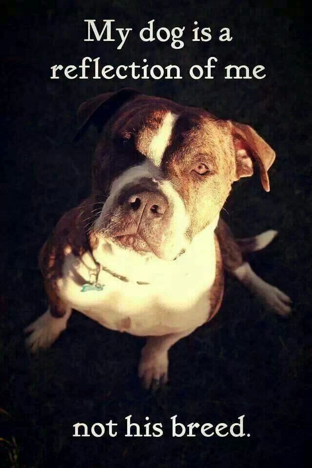 Pit Bulls Against Discrimination tweet media