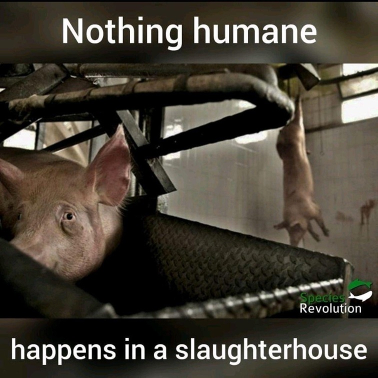 Vegan Future tweet media