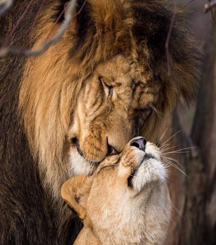 Beauty of Animals tweet media