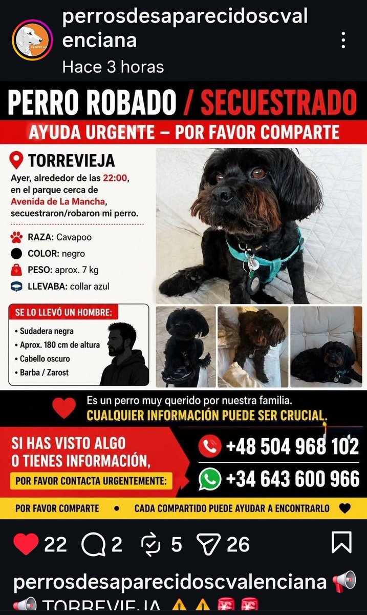 AcofalX's tweet photo. URGENTE  PERRO ROBADO/SECUESTRADO EN TORREVIEJA (ALICANTE) https://t.co/vjexUvNU3z