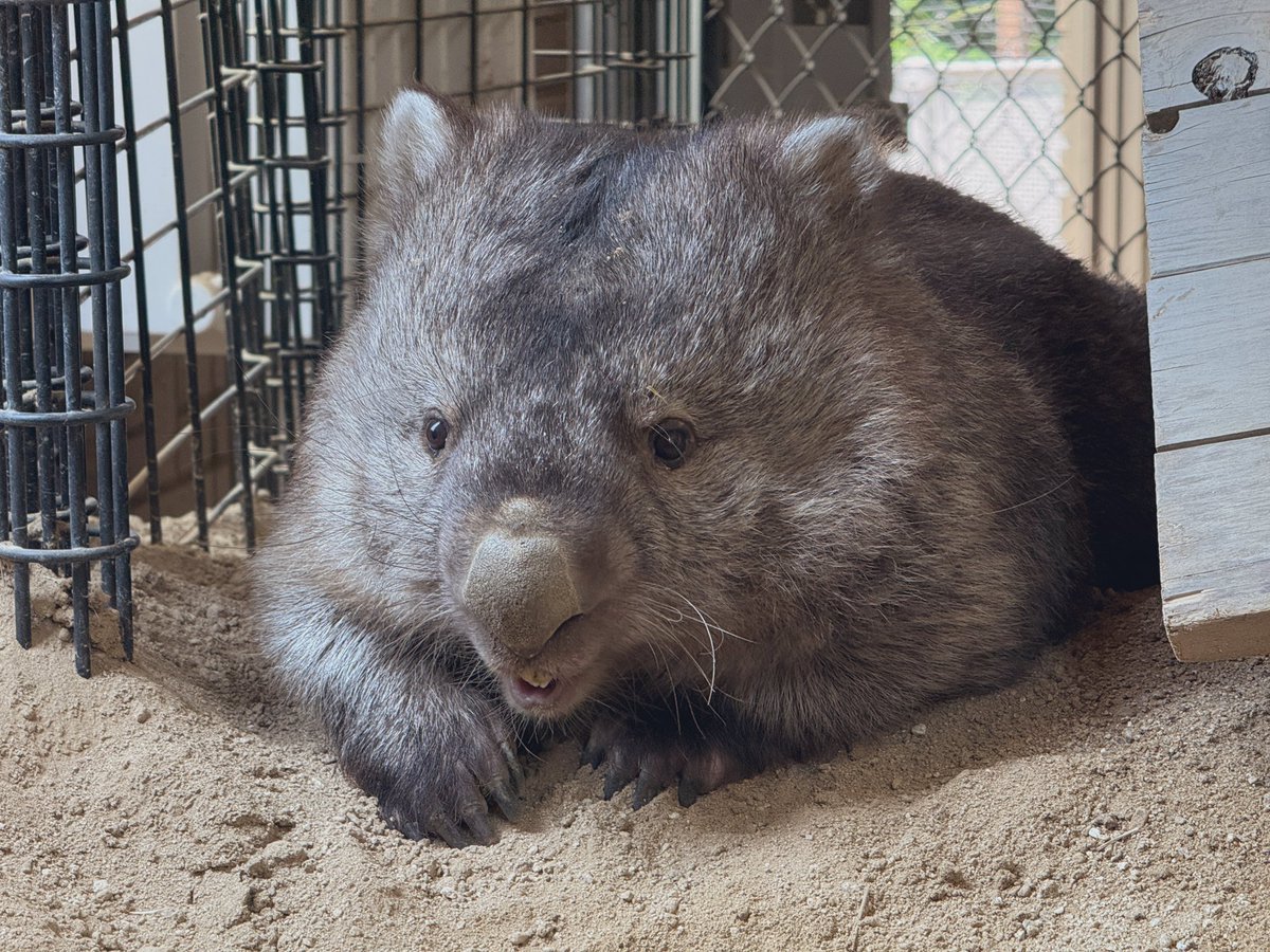 yb1536's tweet photo. おさんぽフクくん

#五月山動物園
#ウォンバット
#ウォンバットだけじゃない動物園 https://t.co/idHb0eUNiJ