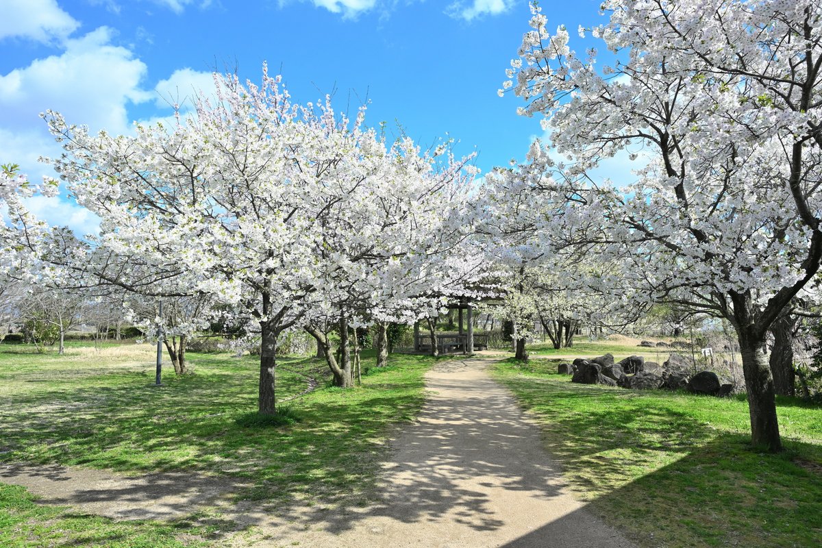 usukkey's tweet photo. この春の桜　アゲイン
#写真撮ってる人と繋がりたい
#ファインダー越しの私の世界
#キリトリセカイ
#東京カメラ部
#tokyocameraclub
#photo_travelers
#nikoncreaters
#nikon
#anatabi
#新潟旅マグ
#gataphoto
#niigatapic
#お気に入り新潟
#japan_of_insta
#ばっかいいね新潟
#新潟のコメジルシ
#z6Ⅲ https://t.co/AI2cjbddsF