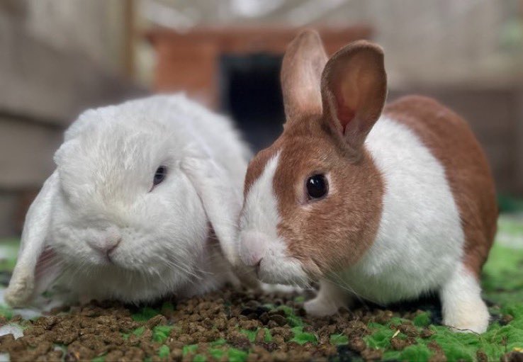 Carrot Cottage Rabbit Rescue tweet media