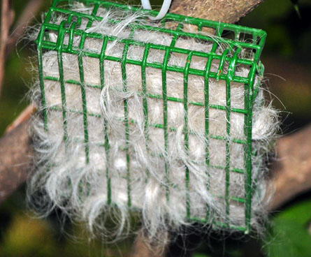 giveashitnature's tweet photo. Think twice before you put pet fur out for nesting birds. 

About 75% of cats and dogs get flea and tick treatment, and a 2025 study found fipronil in 100% of songbird nests lined with pet fur, with chick mortality rising with pesticide load. 

Don't put fur out unless your pet is treatment-free. 

If you do anything, leave some of your yard natural, unmowed, and wild. Birds will find tons of good nesting materials.