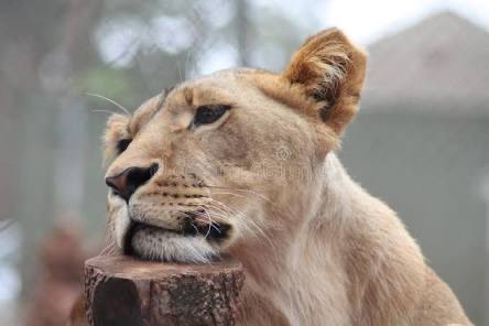 Lioness 🦋🌺 tweet media