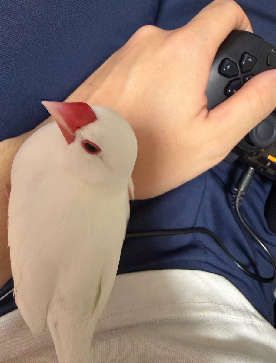 penpen4690's tweet photo. 眠くてアツアツの鳥
#文鳥 https://t.co/w0iOw017rG
