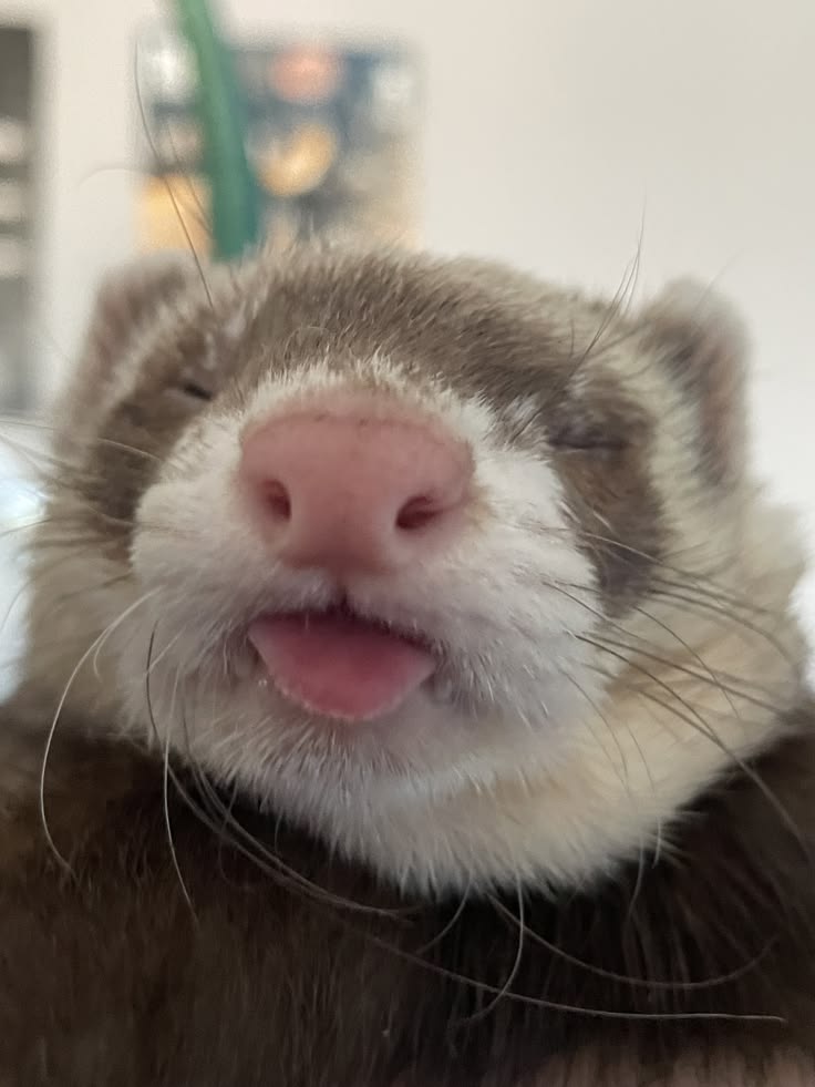 ferretfriend__'s tweet photo. https://t.co/QGXEZPghAK
