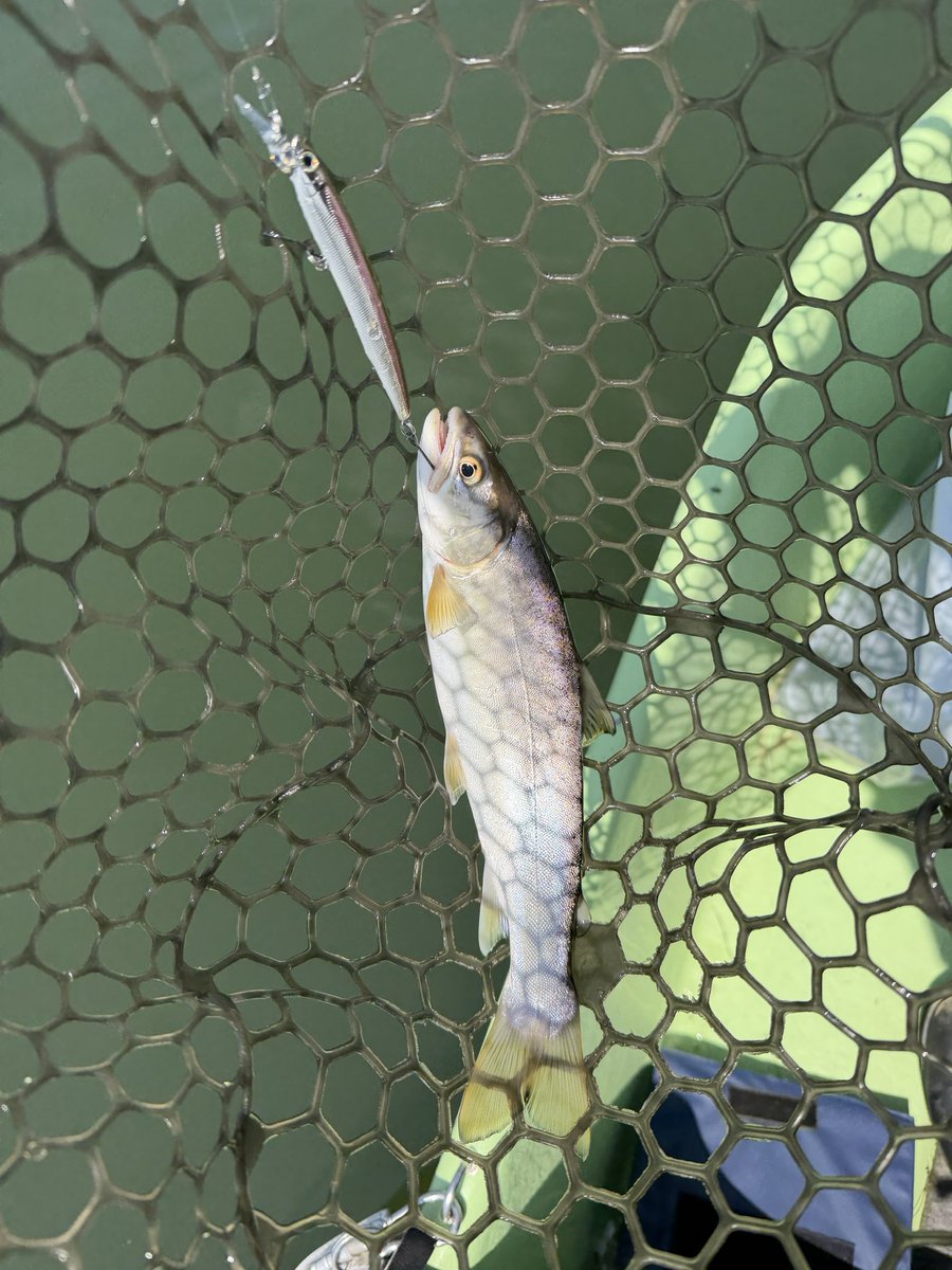 tokyolife_blog's tweet photo. 朱鞠内湖でボートガイド依頼しての釣り
 
小さいけど本命のイトウを始め綺麗なアメマスやサクラマス、ウグイとめちゃくちゃ楽しかった！
朝イチ70〜80クラスの赤いイトウが食ってくるも慌て過ぎて合わせ損ねてしまう🥲
 
ラストも50〜60くらいのイトウをかけるもバラし！
次は大きいイトウ釣りたい‼️ https://t.co/7ovNK812mT