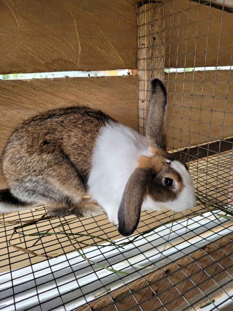 mar_pee13's tweet photo. Just launched my rabbit farm 🐇 and I’m excited to finally share it here!
I’m raising healthy, well-fed rabbits for meat and breeding. If you’re looking for clean, affordable rabbit meat or starter stock for your own farm, I’ve got you.
📍[Kumasi/Ghana]  
📦 Delivery/pickup https://t.co/Kakkc6CL8L