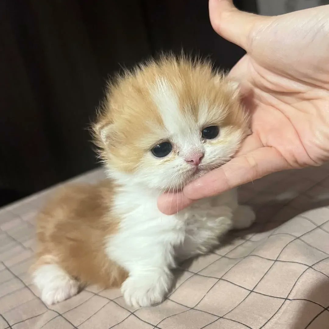 ブリン (baby bunnieman 🐇) tweet media