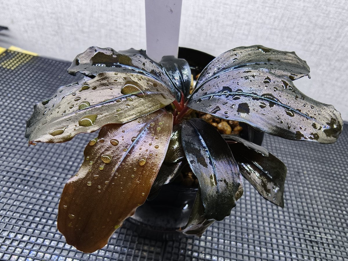 キボーデコ (@kiboudeko) / Posts / X