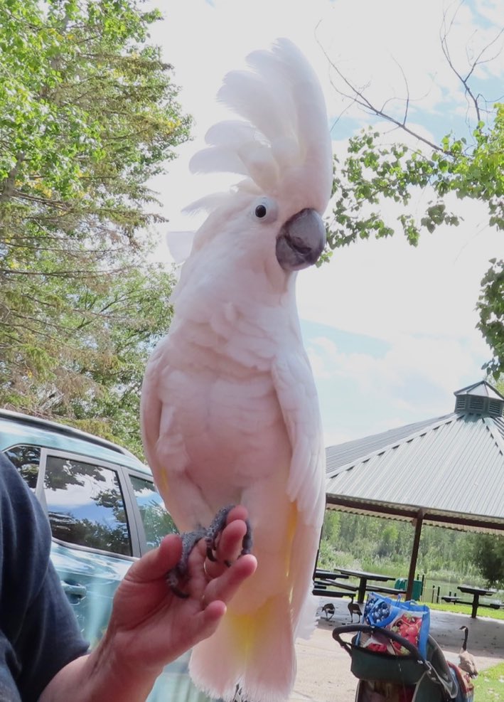 hapandcarol's tweet photo. #HAPPINESS is enjoying a visit with Spazz, the cockatoo, at McKenzie Trails. And yes Spazz can talk. #cockatoo #Spazz #McKenzieTrails https://t.co/D7qrnpp3sC