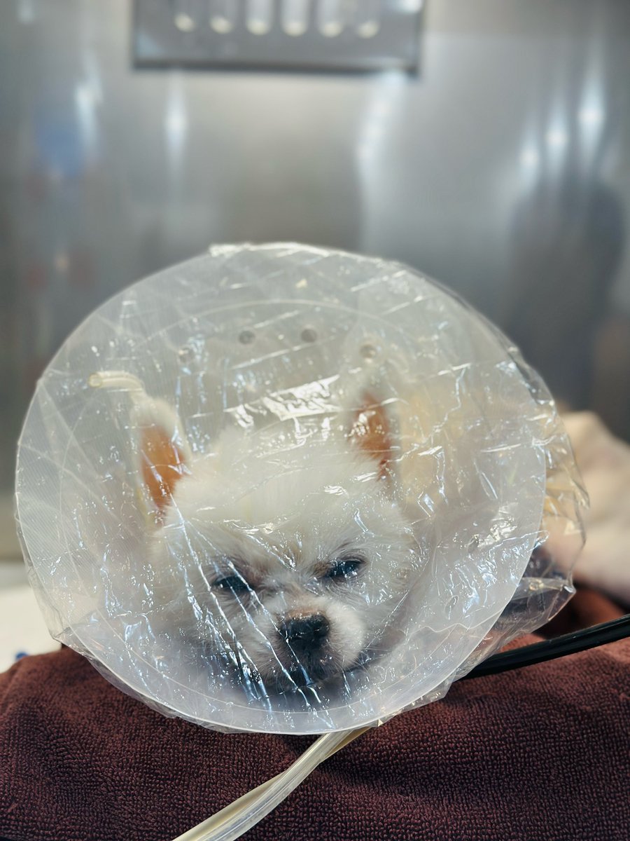 minkyu0321's tweet photo. みなさん僕の愛犬「ラテ」への沢山の祈りありがとうございました。
まだ安心は早いですが5／12にてラテの心臓手術が無事できて回復中でございます。血液検査や心臓超音波検査で良い結果がありました。後遺症さえなければ良いなと望んでるところです。
今回本当にいろんな方々へ感謝の気持ちを伝えたいです。まずは手術と入院にかけて300万円ほどの大金を負担してくださったゆりにゃさんへ無限の感謝を送ります。ラテの看護で仕事ができず不安だった手術予定を無事迎えたのはゆりにゃさんのおかげです。ラテの命だけじゃ無くて僕の人生の恩人だと深く思ってます。いずれ必ず恩返しできれば良いなと思ってます。
そして無事ラテの心臓手術を完璧にしてくださった韓国N**動物医療センターの方々そして入院の時深夜でもモニターしてケアしてくださった方々に本当に感謝しています。
最後に無事助かって欲しいと祈ってくださった皆様の思いがあってからこそその想いが伝わって良い結果があったと思ってます。本当に本当にありがとうございます。