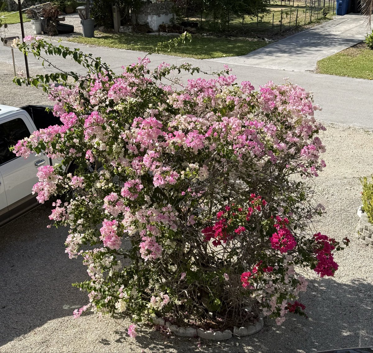 Rosemarie Lane 🇺🇸🏴‍☠️🏝🎣🐶 tweet media