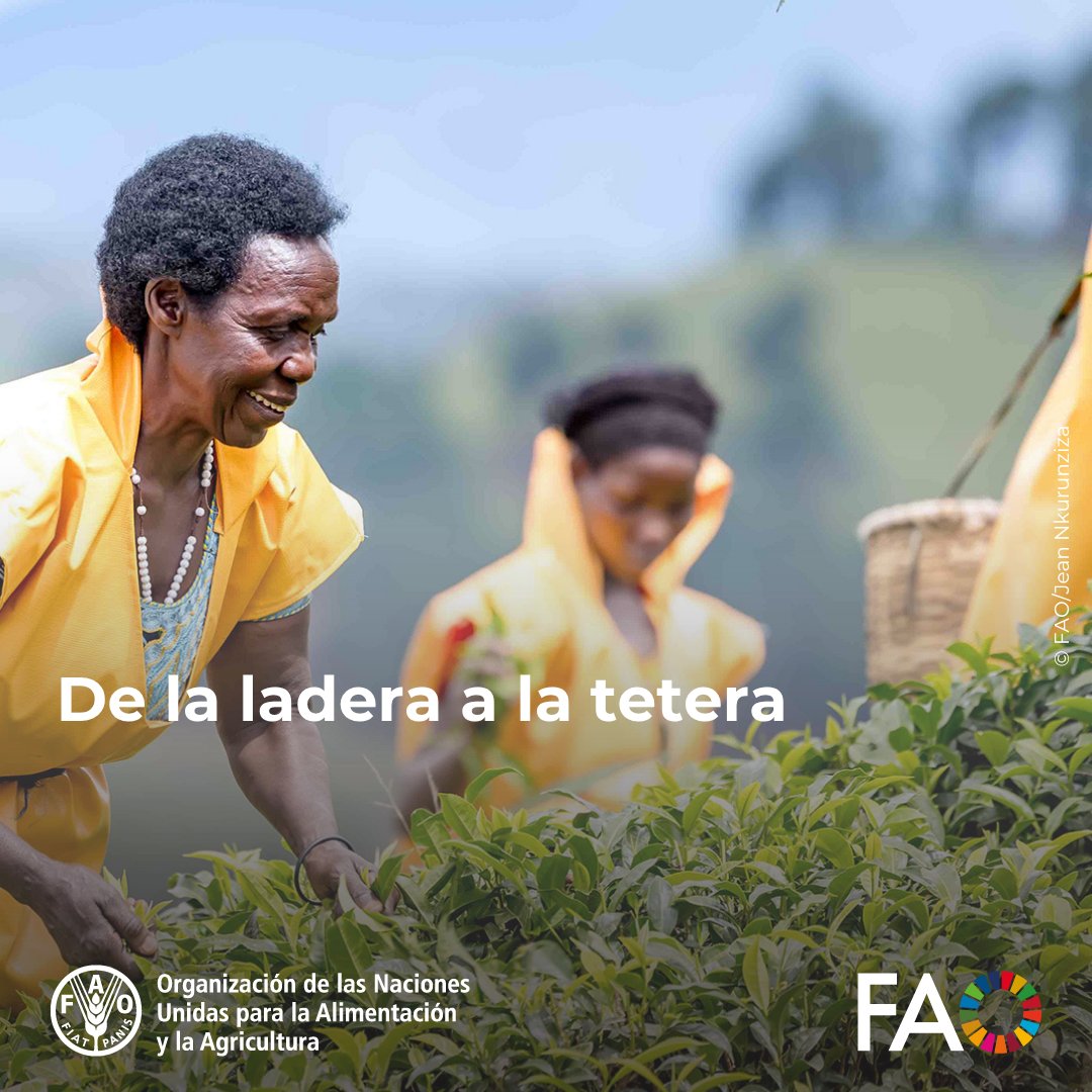 FAOenEspanol's tweet photo. El viaje del té comienza en el campo, con la dedicación de los agricultores, que cosechan a mano las mejores hojas.

En el #DíaInternacionalDelTé, te invitamos a descubrir el recorrido del té en Ruanda y en todo el mundo🔗 https://t.co/fMXUzBDlGG https://t.co/sfKgu7G9Ef