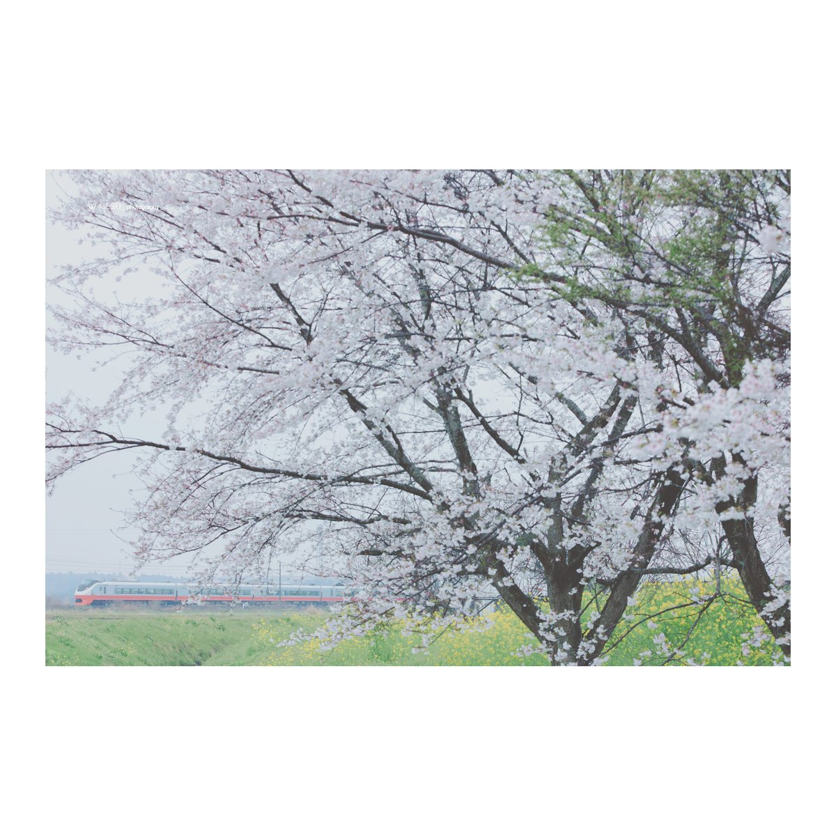 わいえす tweet media