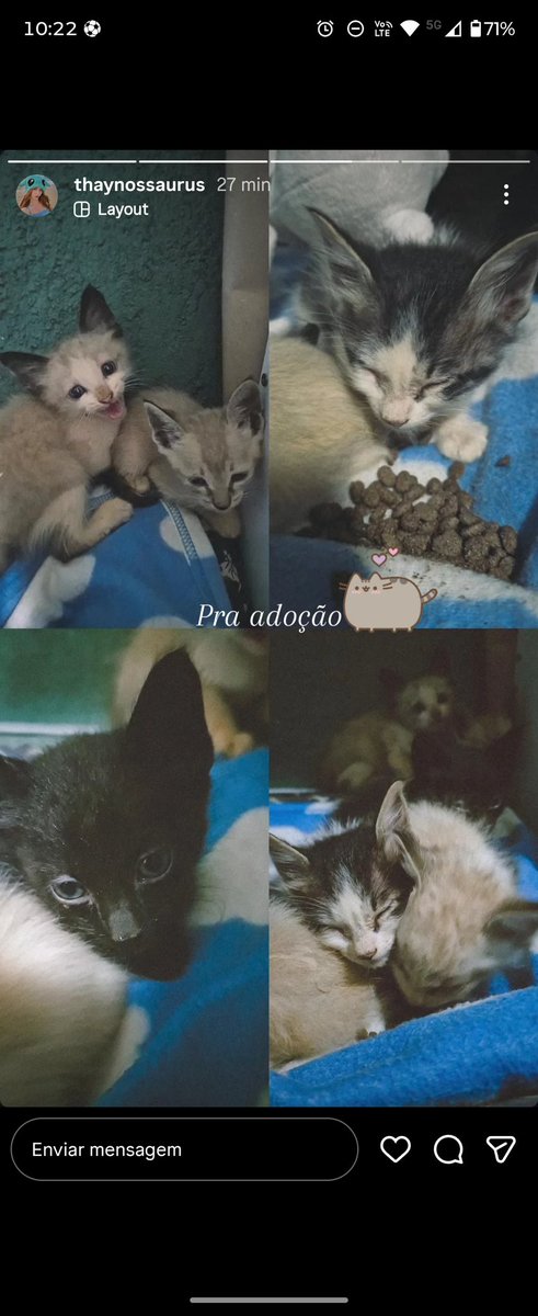 biapimto's tweet photo. URGENTE!!! 6 FILHOTES DE GATO!! Foram achados na beira da estrada, em Espera Feliz- MG

ADOÇÃO RESPONSÁVEL / por favor divulguem e chama no PV ou comenta caso tenha interesse https://t.co/aGID6NUjve