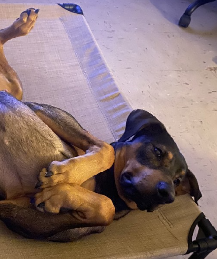 NMBewitched's tweet photo. Ace🎯💔
New Dog on the Block 
https://t.co/Ii7kNeop5J 
Rescue Only 
#FosterMe 
#Pledge4Rescue 

Ace was a starter dog, test run to see if his pawrents should have a baby? NO! 
Dumped because his pawrents are pregnant😩

Ace is a fantastic companion 
"Big, happy, lovebug" 
Seen here asking for belly rubs & out on the town😍

ACC has pulled out their most generic reason to kill:
"Has not acclimated well to the kennel environment and only allows minimal handling"

Ace is heartbroken, confused
He did nothing wrong, in fact he was so good a baby will be born that has no chance in life. 

Save Ace, this is a disgrace