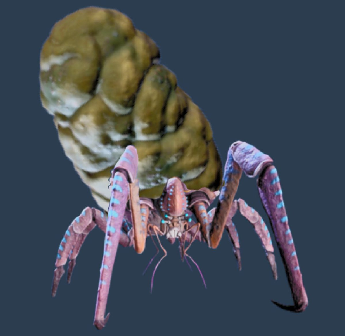 Coral Crab tweet media