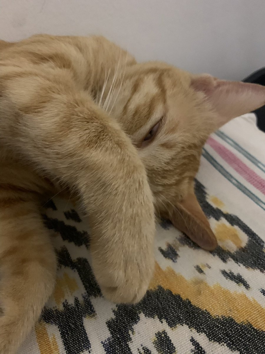 ayshimashiro's tweet photo. 27 tahun nggak pernah peluk peluk kucing. Sekali nyoba, langsung tour ke IGD 😭 https://t.co/ZgQGaM6q6R