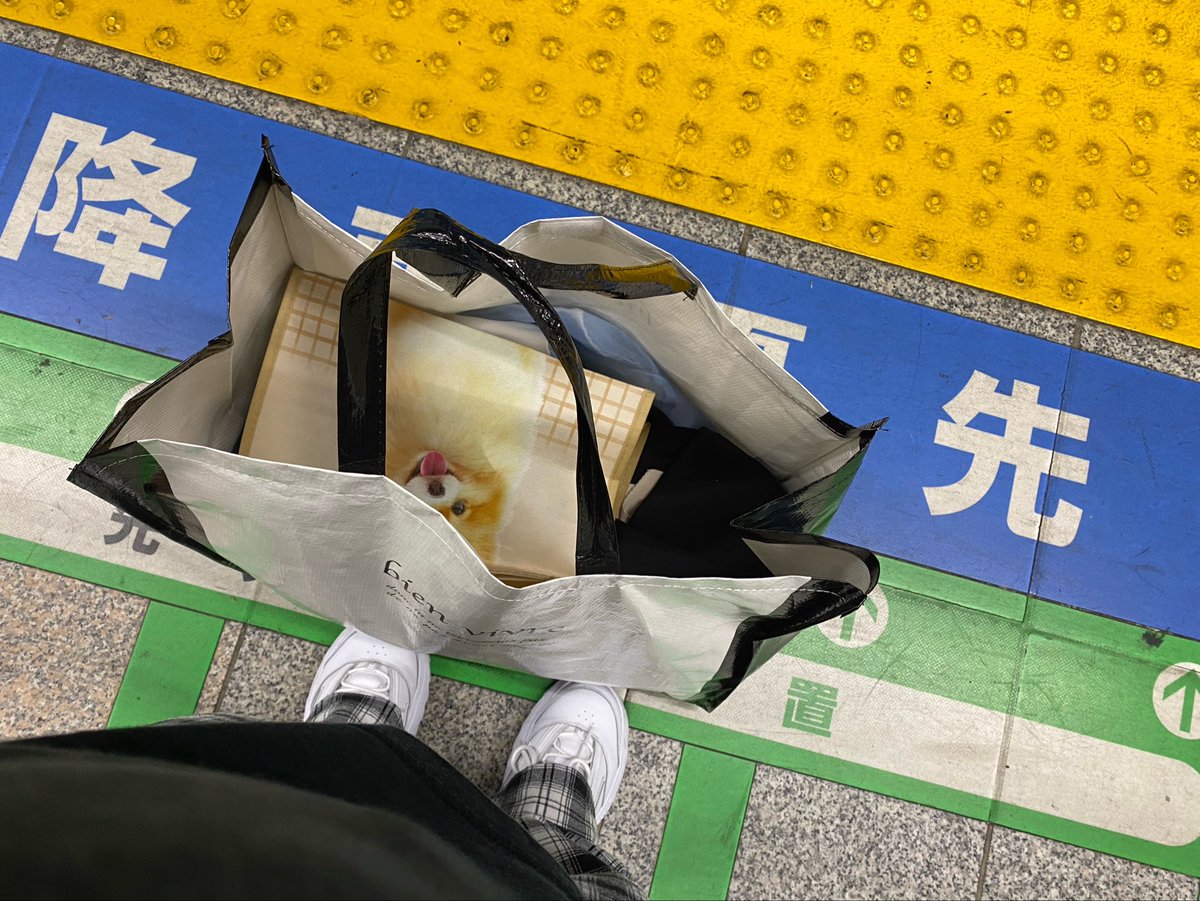 よはにゃむり政権を許さナィ。@(੭ ᐕ))? tweet media