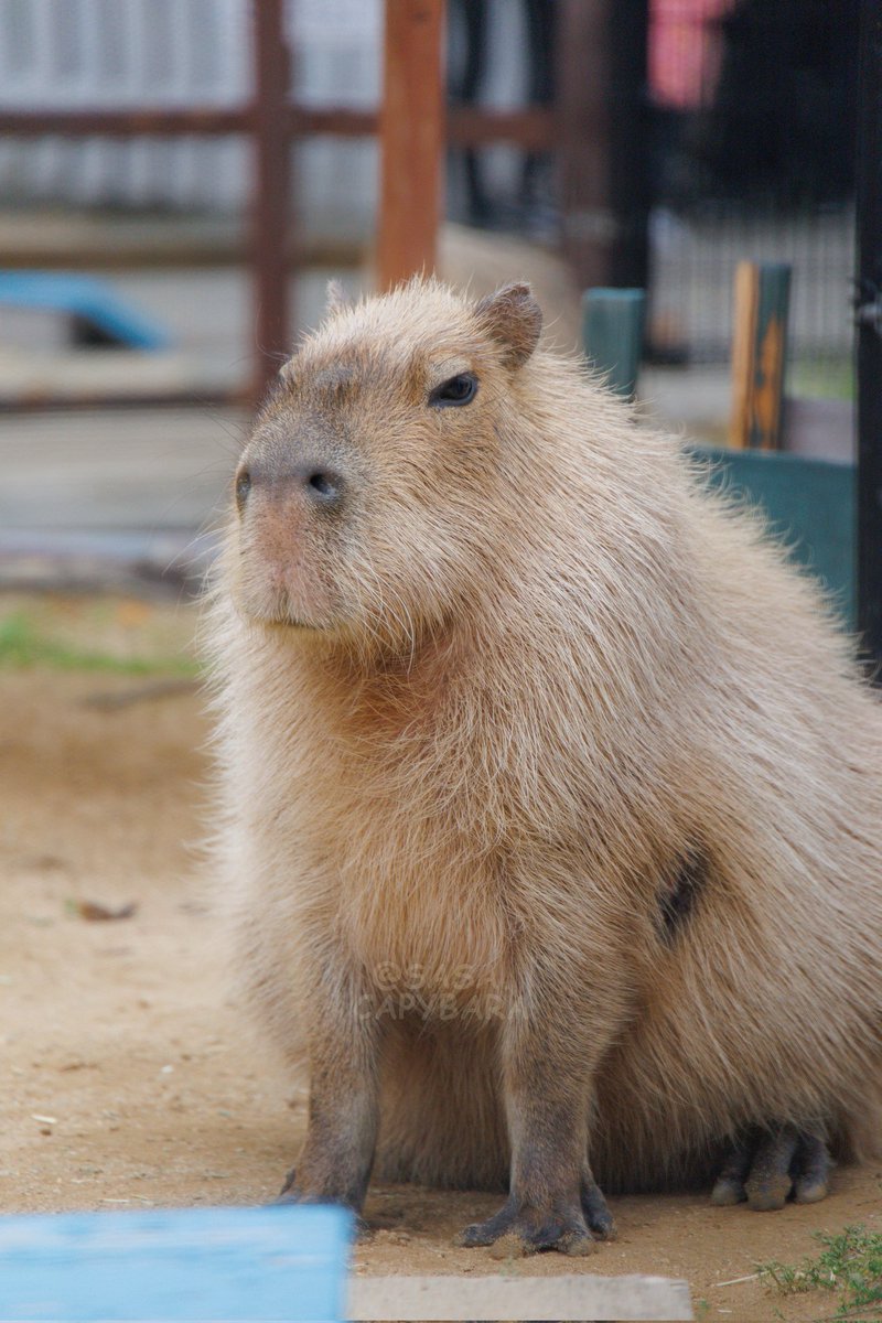 ささ @sasa.capybara (@ice3kyoudai) / Posts / X