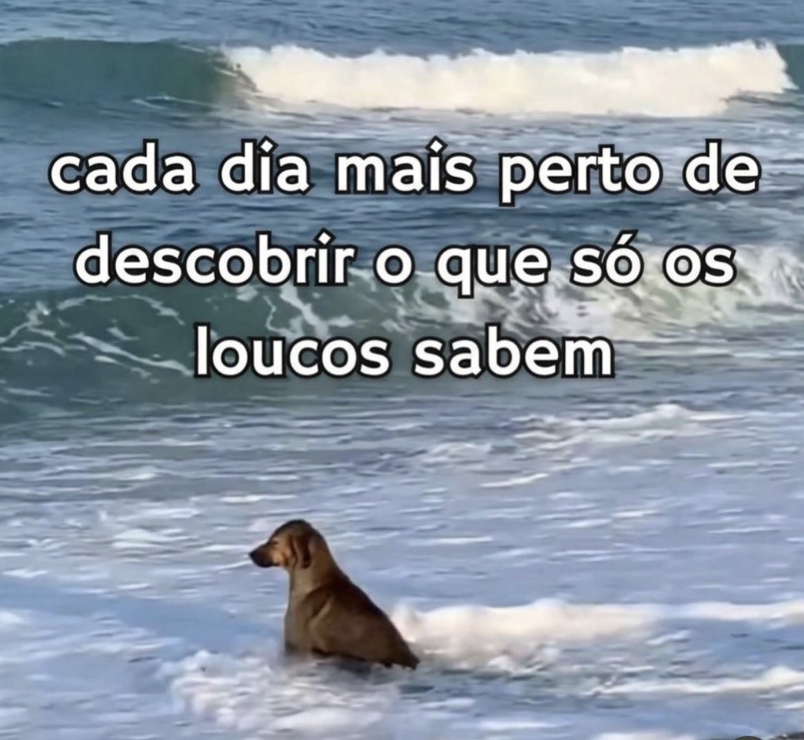 Pagina lixo tweet media
