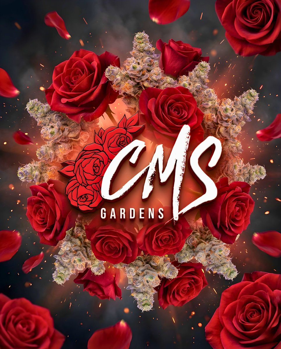 OunceCLub's tweet photo. 🌹🌹🌹 @CMSGARDENS https://t.co/UK0N4jvyCr