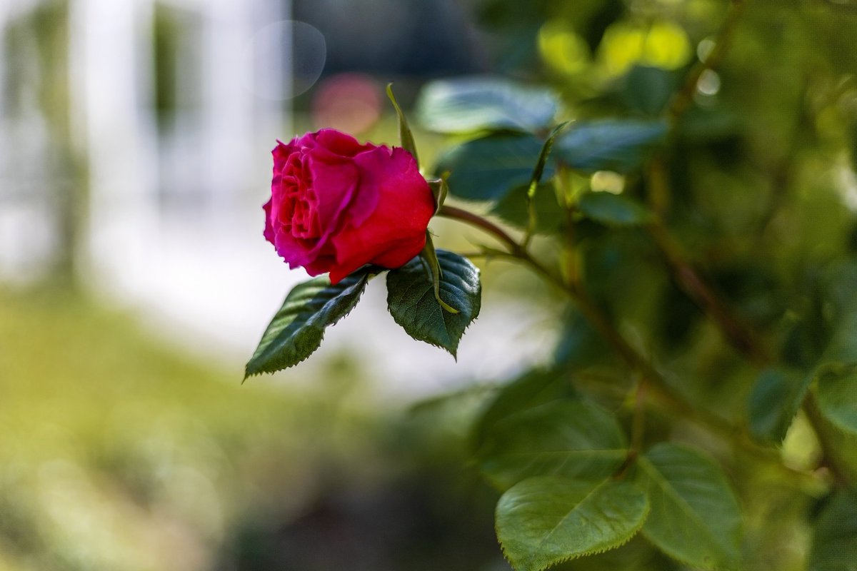 liliana_dorina's tweet photo. #Rose from #Timișoara 
#ParkOfRoses #may2026 
📷#CanonEosRP 
Good Afternoon Friends ❤️ https://t.co/xkyn2bKgr3