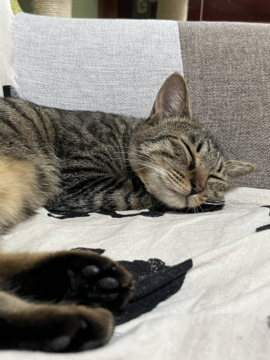 lisasadecember's tweet photo. 我が家に3代目猫ちゃんが来てちょうど今日で1年。
1年前も土砂降りで、今日も土砂降りなのでこの子は雨が好きなんだと思う。かわいいね。大きくなってとてもえらい！ https://t.co/gqfVIKj0lr