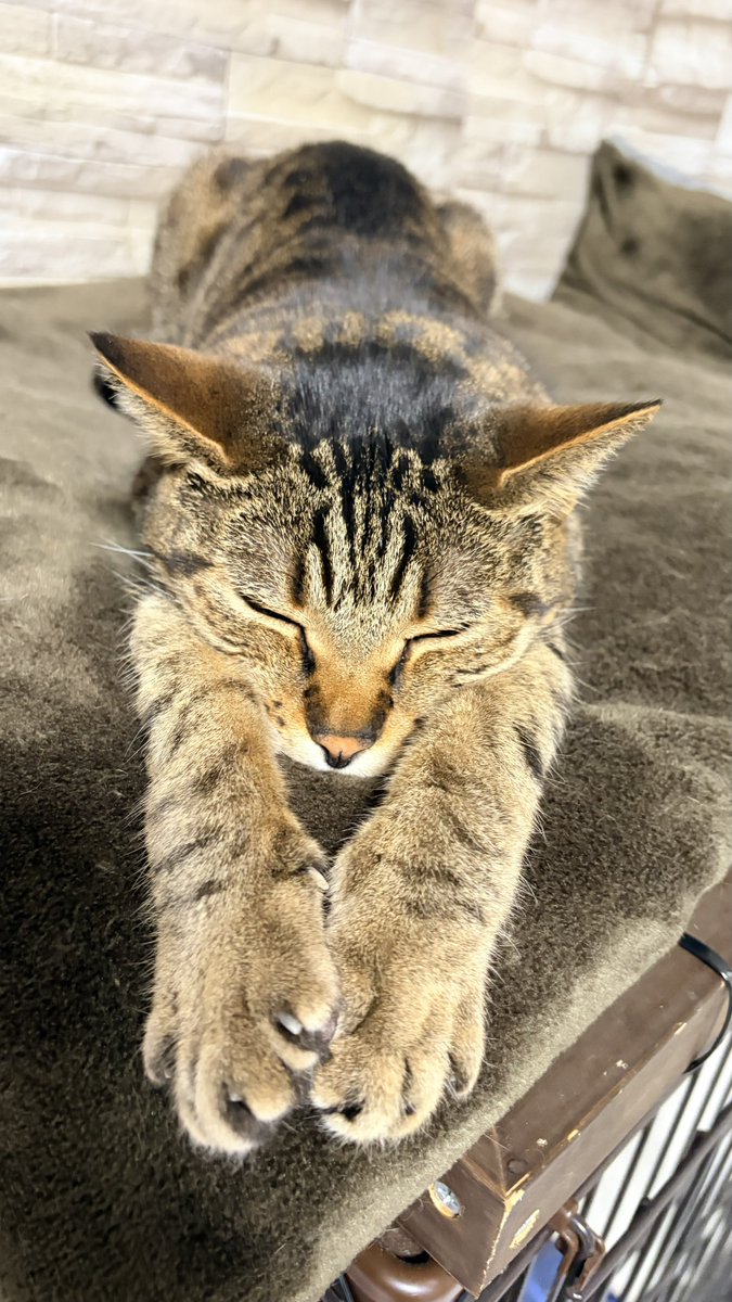 ねこちあ tweet media