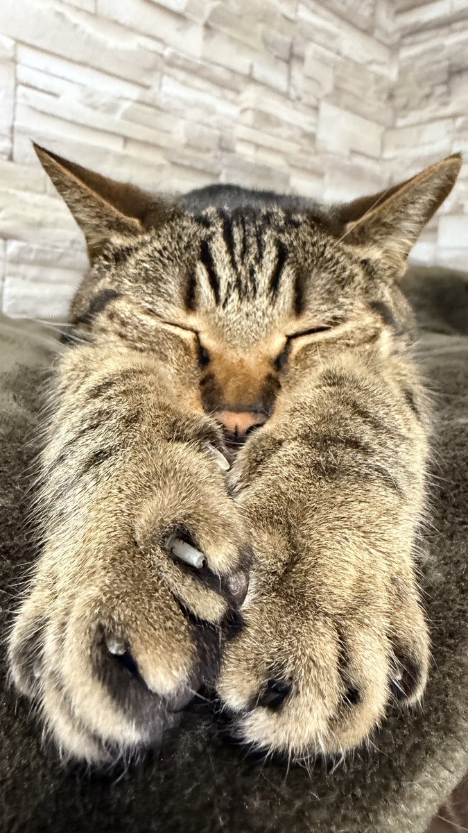 ねこちあ tweet media