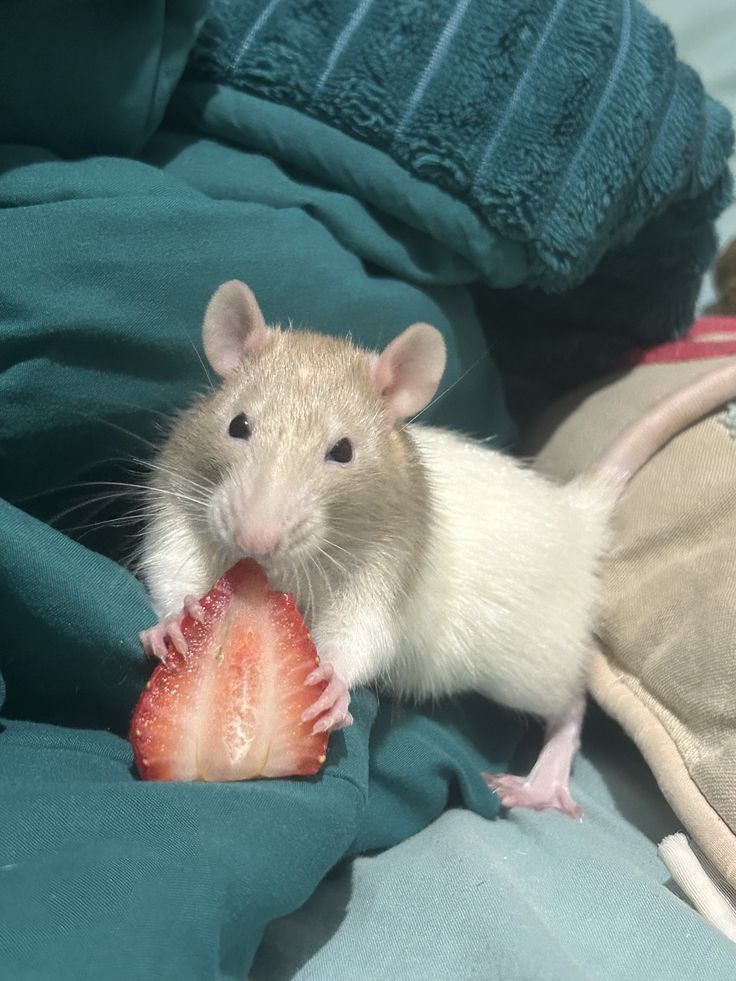 Rat tweet media