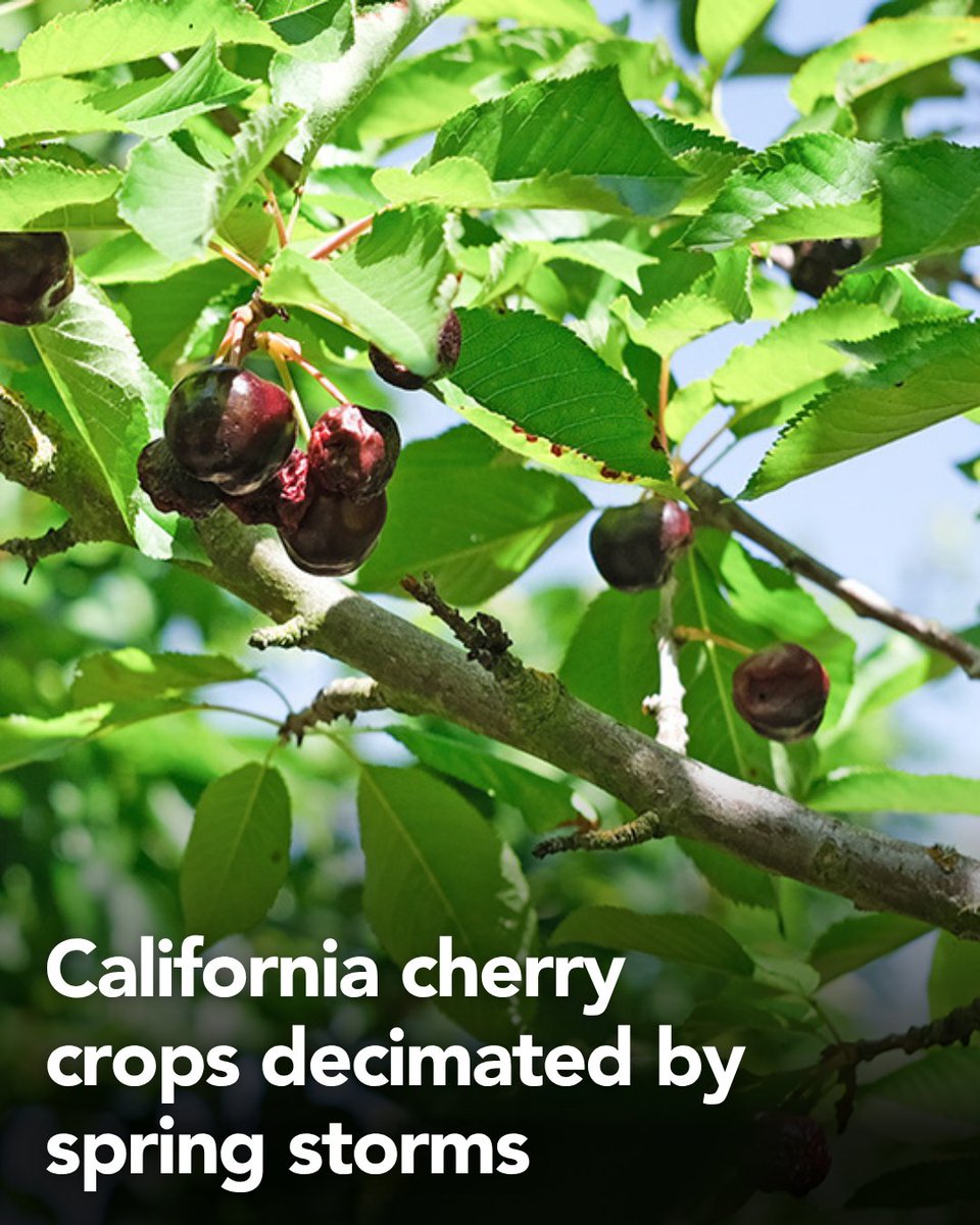 California Farm Bureau tweet media