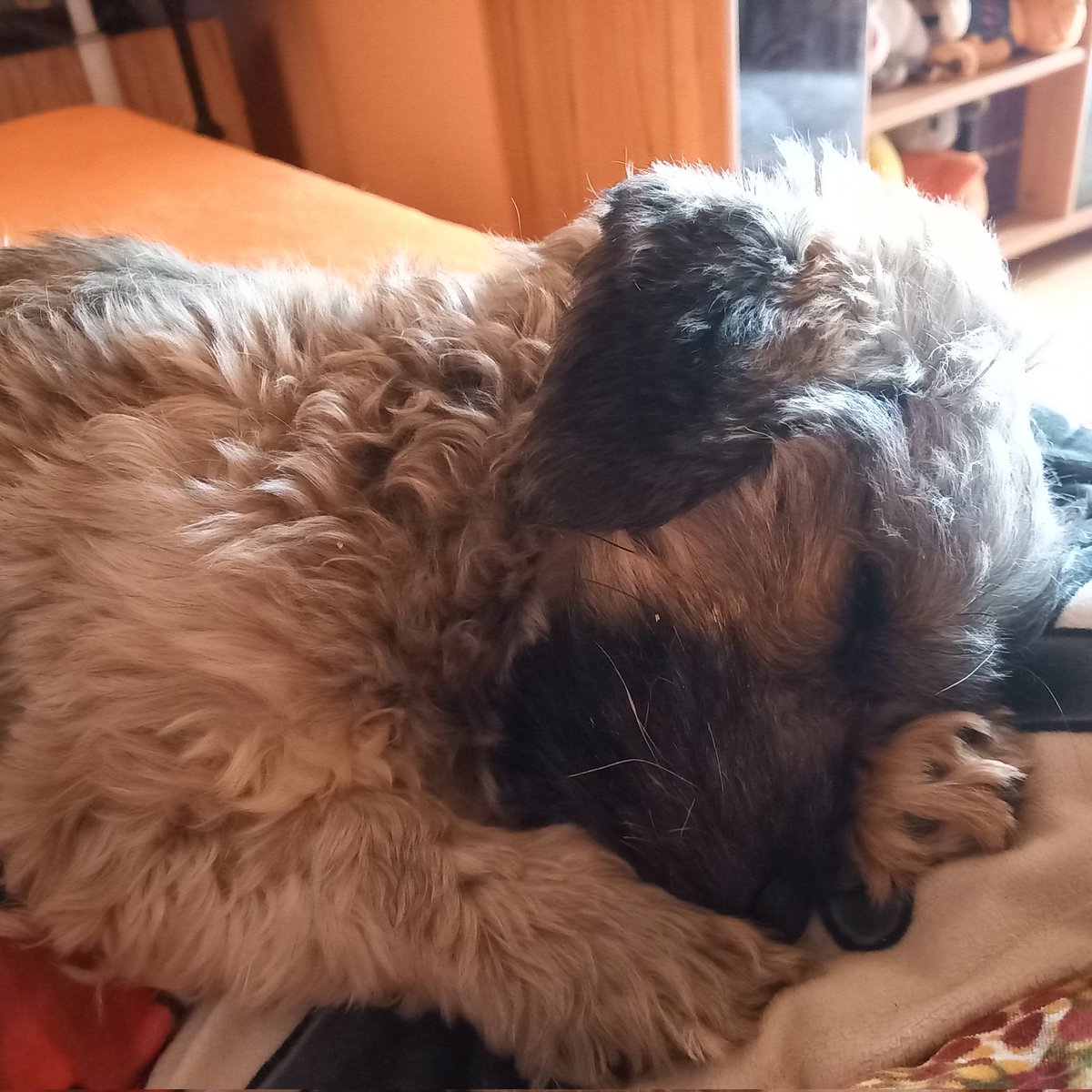 DragonMeeri's tweet photo. Amaya
#hund #dog #havaneser #havanese #dragonmeeri https://t.co/blkTF2iGxp