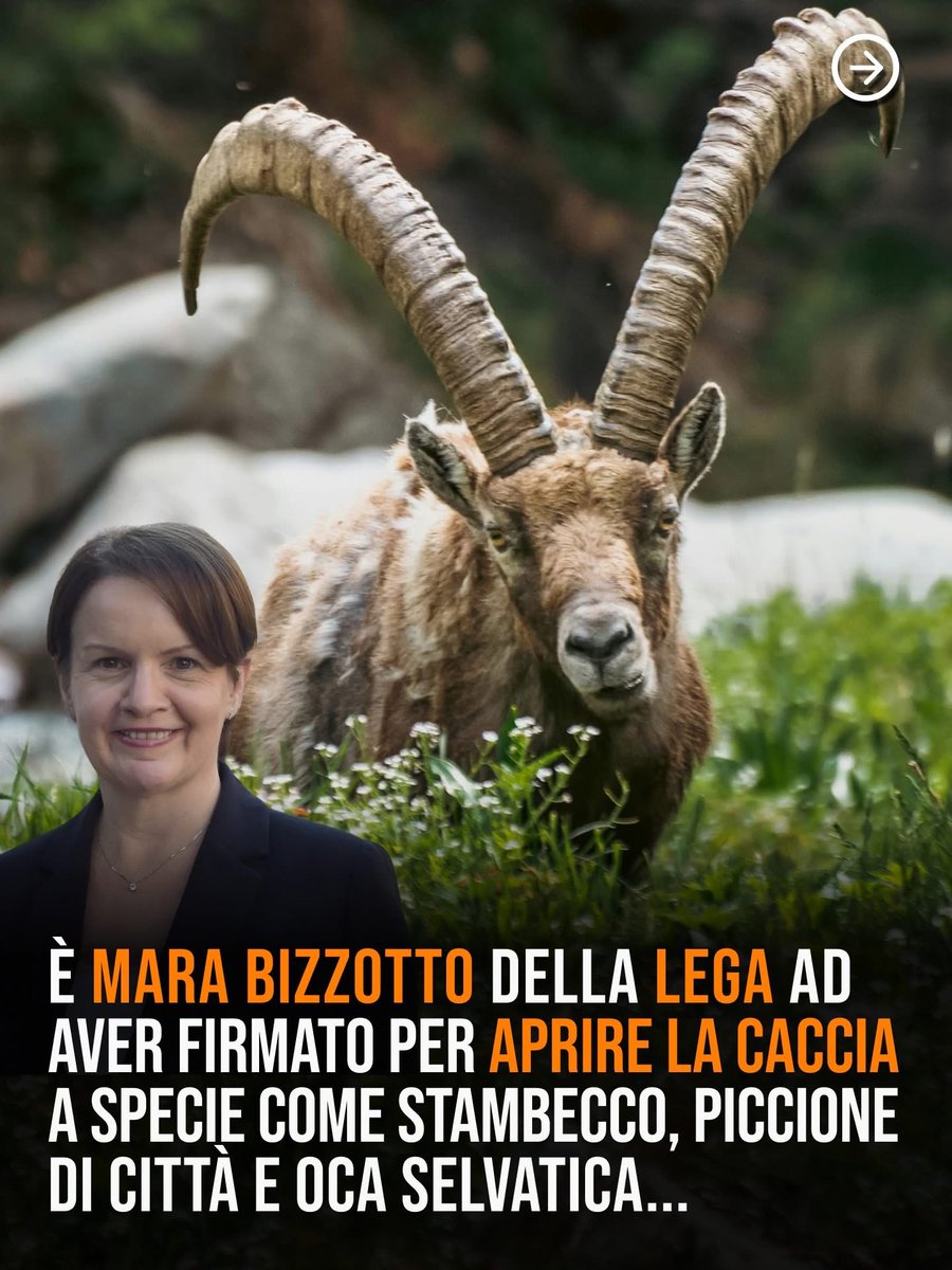 NikolajVsevolo1's tweet photo. #abolizionecaccia https://t.co/p0NPBqt7kf