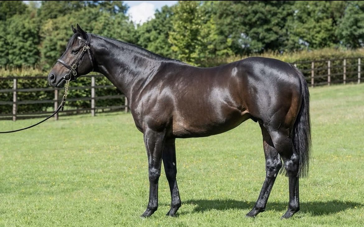 newsellspark's tweet photo. New 2yo winner for A’ALI! 

MY A’ALI BABA wins first time out @Chepstow_Racing Congratulations to all connections David Evans, E R Griffiths &amp; @OsborneSaffie https://t.co/Z7kYoGHmBX