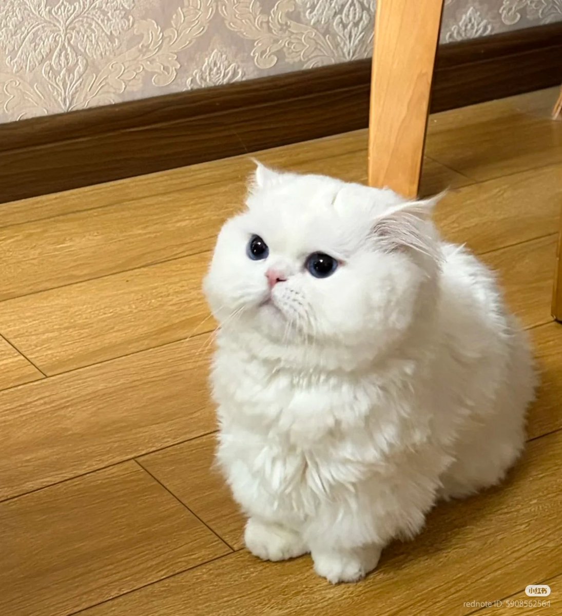 No Context Cats tweet media