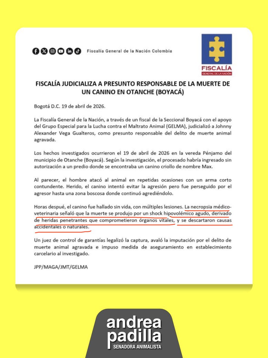 andreanimalidad's tweet photo. #LeyAngel 🪽🐾
📍Otanche, Boyacá 

💪🏻 ¿Recuerdan al crimin4l que, hace un mes, m4tó a Max 🐶 a punta de machete❓

‼️Ya está en la cárcel, bajo medida de aseguramiento, gracias a que los operadores de justicia aplicaron la #LeyAngel con rigor y compromiso con la víctima

‼️Además hubo denuncia, evidencias y necropsia 🫆 #JusticiaAnimal ⚖️🤍 @FiscaliaCol @PoliciaColombia 👏🏻